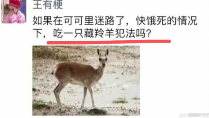 Jika tersesat di hutan coklat dan hampir mati kelaparan, apakah memakan seekor antelop Tibet itu mel