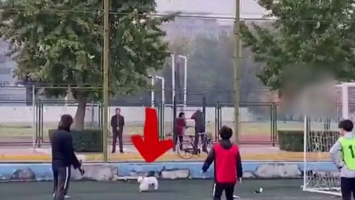 A dog bursts onto the sports field and stuns the students with a series of moves. The dog seems to s
