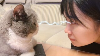 女子跟猫对视 猫的反应竟然是…