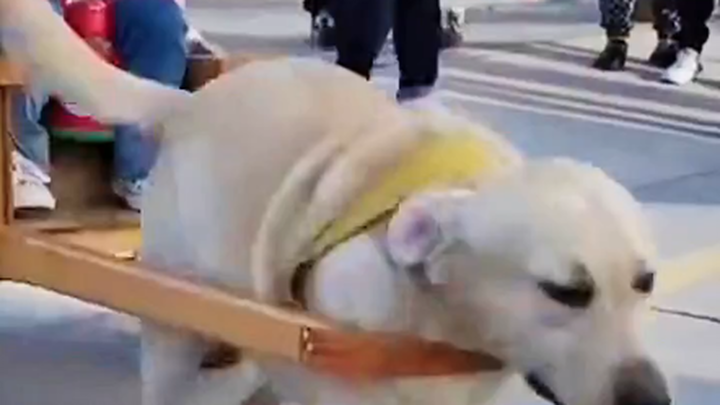 Long-Haired Monkey Picks Up Kid from School