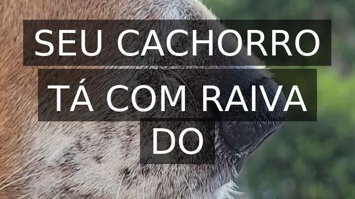 How your dog make friends