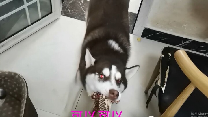 The husky’s house-destroying habit is out of control—no amount of punishment deters it, leaving the 