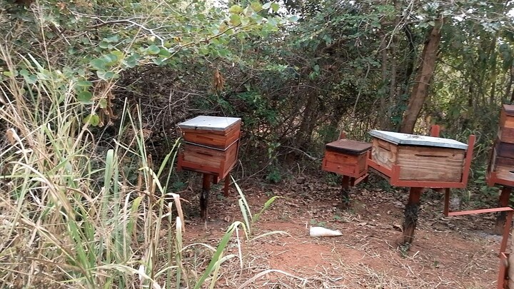 Apiary