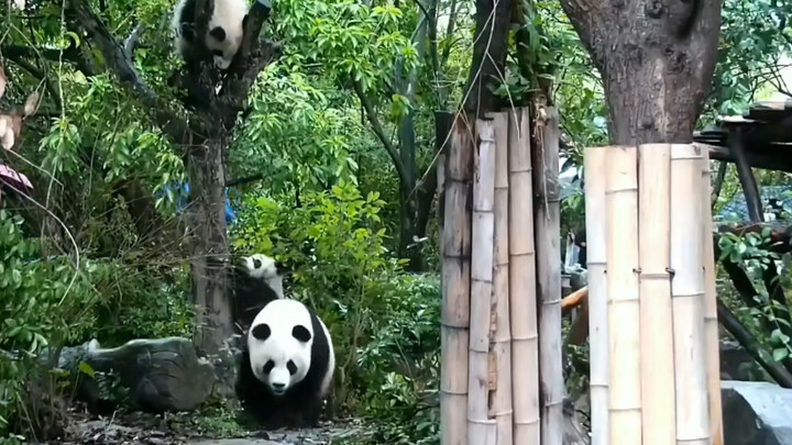 [Animals]Cute moments of pandas being together