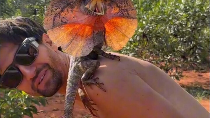 The frilled lizard loves to pop out and give you a scare, but it’s really just a big bluff—no match 