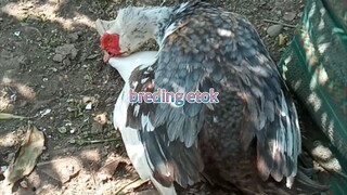 breding entok