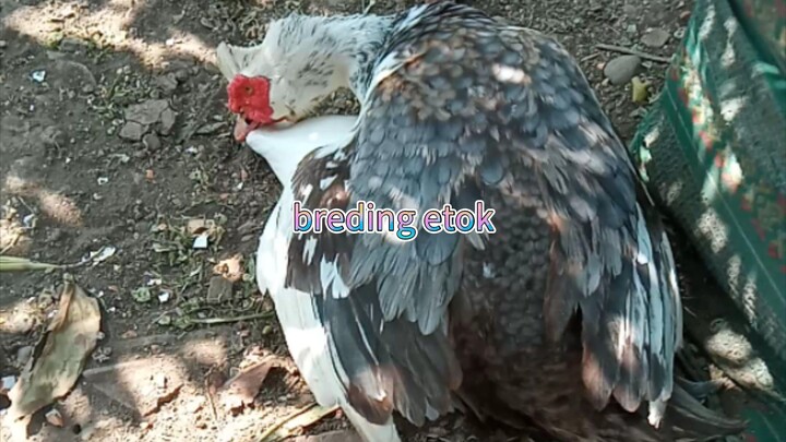 breding entok