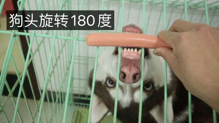 Wow, this goofy dog can twist its head 180 degrees just to get a slice of ham sausage!