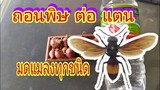ใช้ถอนพิษต่อ แตน แมลงกัดต่อย ทุกชนิด สมุนไพรในครัว สมุนไพรไทยรักษาโรค phatta supasit