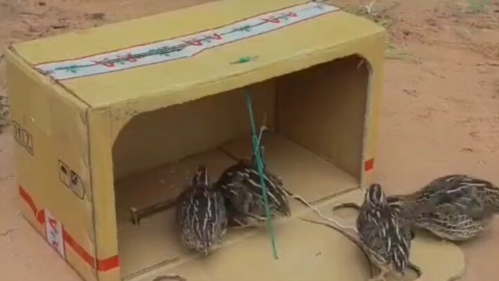 Burung