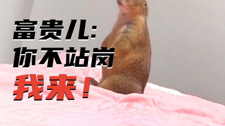 المرموط: كيف اصطدمتُ باثنين من العنيدات هكذا؟