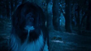 Super PupZ: Những chú cún siêu năng EP 5 [Sub Việt]