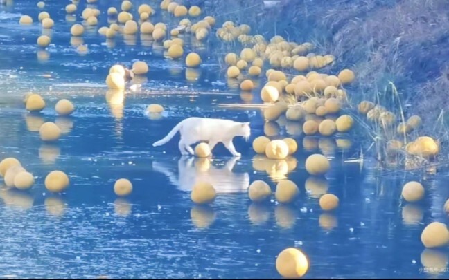 "قطة اليوسفي السعيدة"