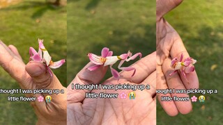 我捡到一朵 好像螳螂的小花花🌸🌸