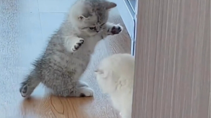 “No Little Milk Cats Allowed to Fight!”