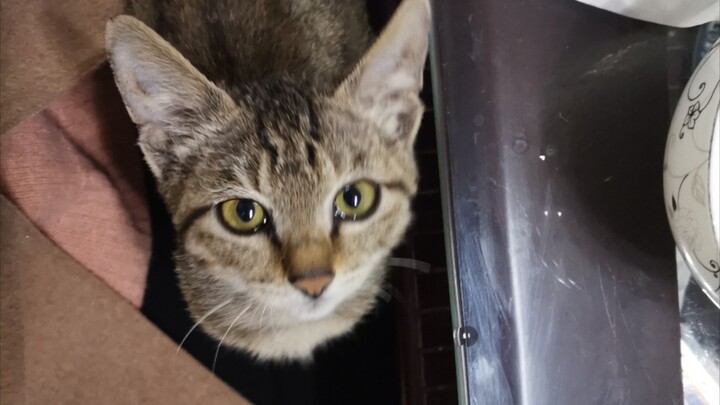 Kenapa si kucing belang kecil yang aku temukan jadi begitu manja? Terima kasih sudah mempercayaiku.