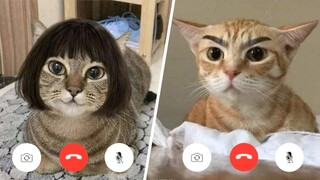 More Funny Animal Videos that Will 100% Make You Laugh 😂