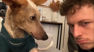 Memang benar bahwa anjing mengikuti tuannya. Keduanya cukup mirip dalam penampilan dan kondisi menta