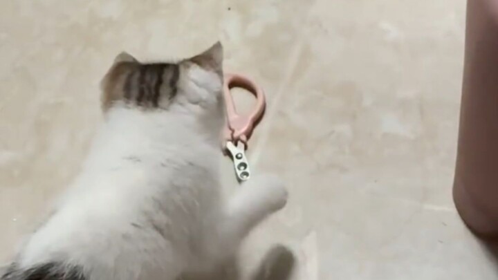 Setelah kucing kecil selesai memotong kukunya, Mimi yang sedang naik pitam malah mengira itu salah g
