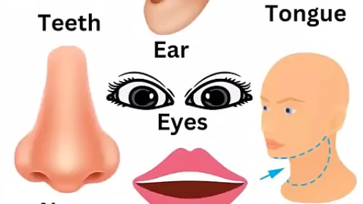 My body Body Parts Vocabulary for Children #bodyparts #shorts (480p)