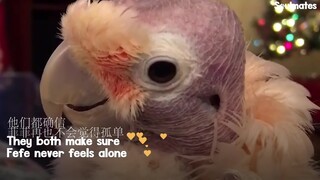 Mengharukan banget! Burung beo kecil ini bulunya sampai botak karena diabaikan, sampai akhirnya bert