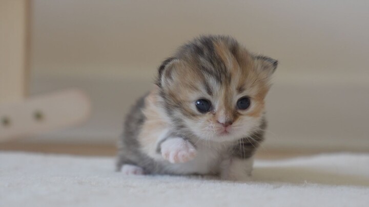ลูกแมวตัวน้อยที่เพิ่งหัดคลาน น่ารักมากเลย