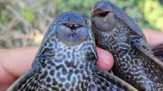 The scavenger evolution experiment begins