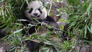 [Hewan] [Panda Chun Sheng] Makan Bambu