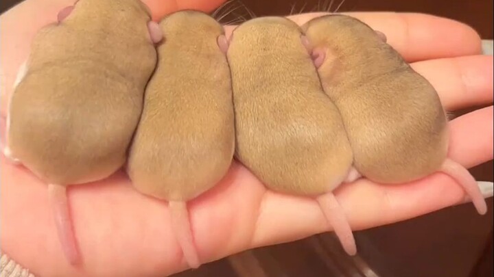 Makaroni tikus, juga dikenal sebagai tikus pasir ekor gemuk, adalah hewan peliharaan yang sangat man