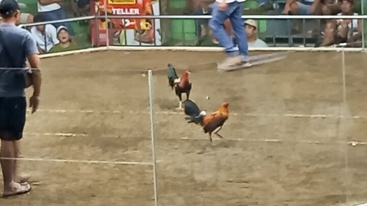 NEW MENDEZ COCKPIT ARENA II