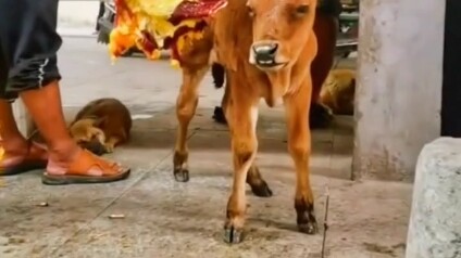 การบรรลุธรรมว่าด้วย “การเกิดและการมีชีวิต” (ผมเองก็เลี้ยงวัวมาเหมือนกัน ที่หวังมากที่สุดคือให้ได้ลูก
