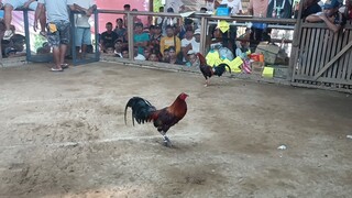 wag bumase sa itsura🤙       sabong