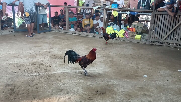 wag bumase sa itsura🤙       sabong