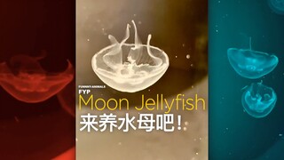 Anyone ever kept jellyfish?