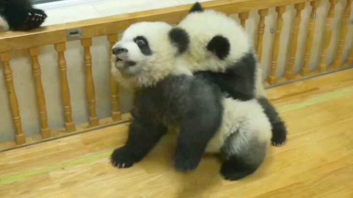 When pandas start fighting