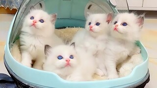 BEST FUNNY CATS COMPILATION 2022😂|  Cute and Funny Cat Videos to Keep You Smiling!😻