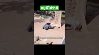 ^ดูรวมคลิปเต็มชุดนี้กดลิงค์ด้านบนจ้า^ หายเหงาแต่เกือบตุย