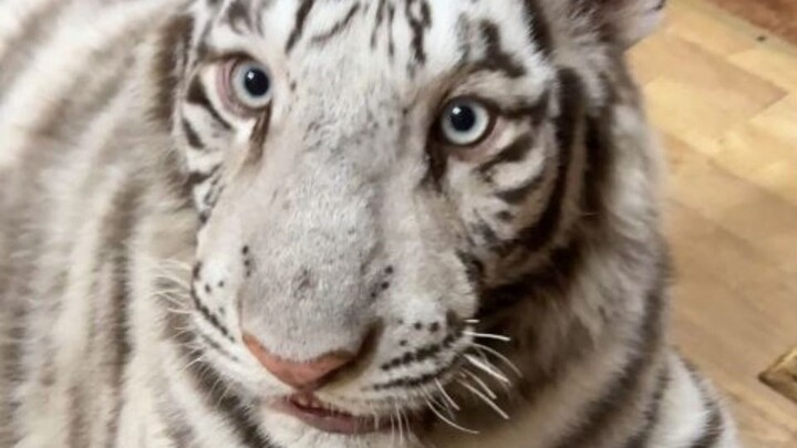 我的猫咪试图收我男朋友当小弟