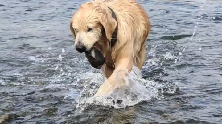 Big Golden Retriever: This is the big fish I caught for you, eat it quickly
