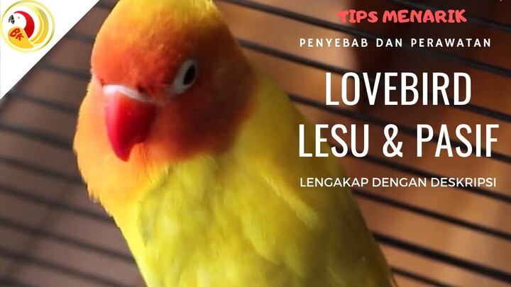 BONGKAR Perawatan LB  Kurang Aktif, Lesu dan Bulu Rontok