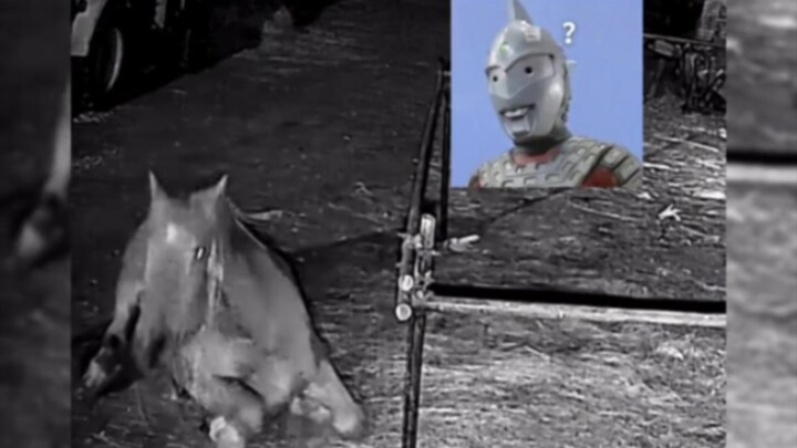 Horse: Mmm? #NeverExpectedThis #ThanksForMakingMeLaugh