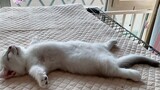 Inilah Kali Pertama Kulihat Posisi Tidur Aneh Kucing