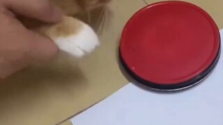 Cat: Let me go! I disagree! Someone is coming!