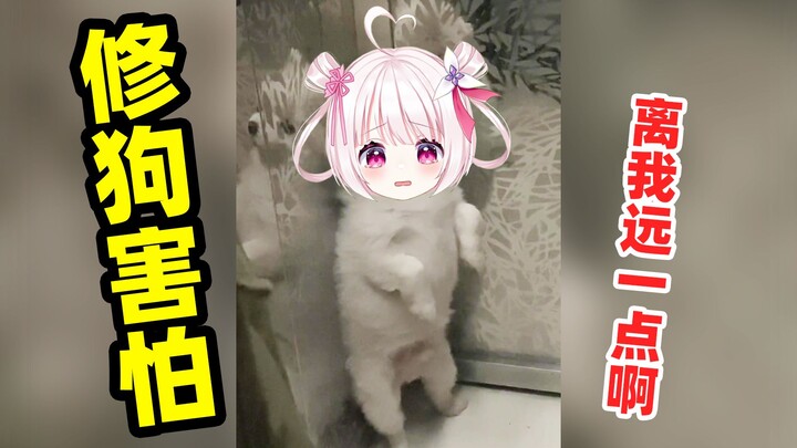 When the "cultivation dog" is scared one second and flips to cursing the next