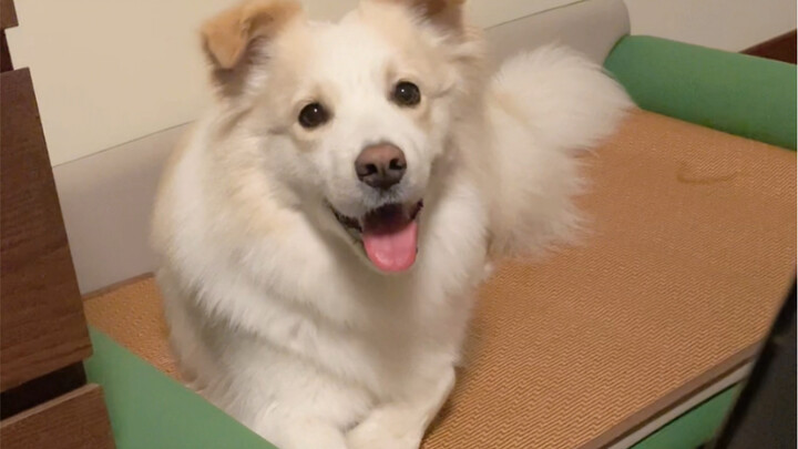 These past two days, he’s been sleeping nicely in his bed. Even though he has a cold, he’s still the