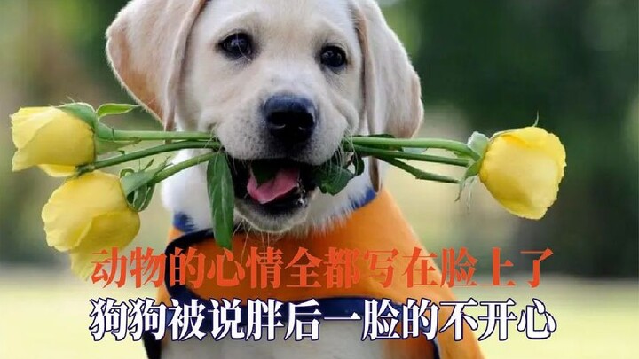 The mood of animals is written on their faces. When a dog hears someone say that he is fat, he looks