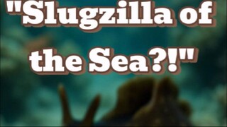 "Sea Slug or Sea Monster? | Sea Hare"