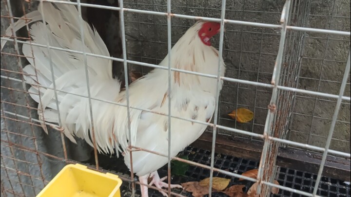 claretXwhitekelso "unscathed" 12/4/25