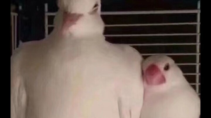 Pigeon: So what are we now?