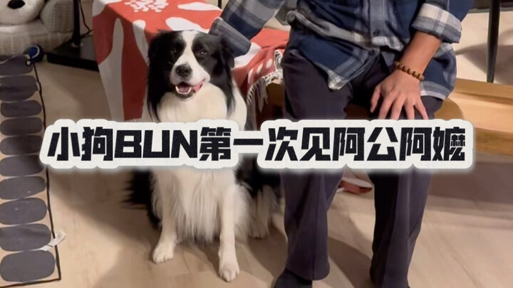 How Chaos Broke Out When My In-Laws Met a Talking Puppy for the First Time